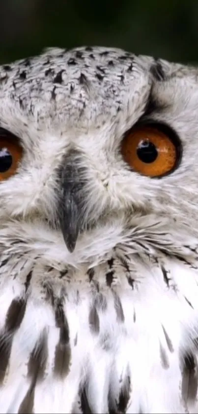 Close-up of an owl with striking orange eyes in a natural setting.