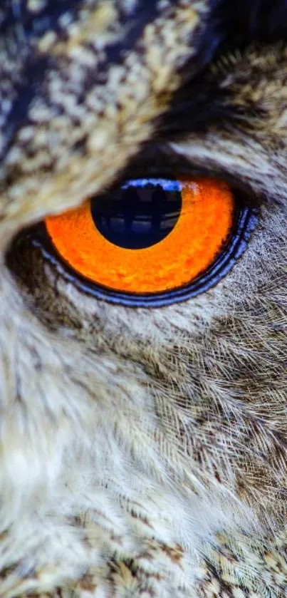 Close-up of an owl's vibrant orange eye.