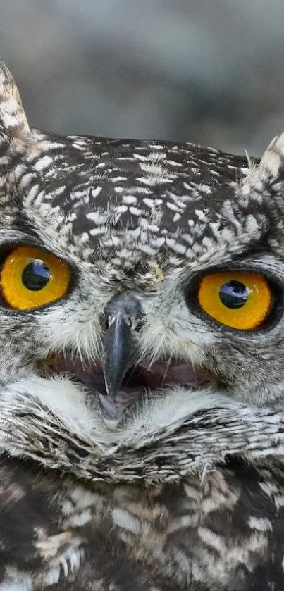 Close-up of an owl with vivid yellow eyes and intricate gray and white feathers.