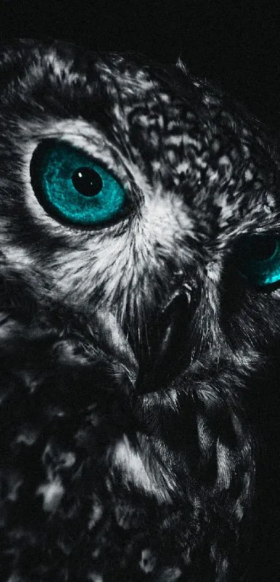 Owl with striking blue eyes against a dark background.