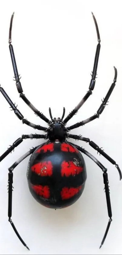 Striking red-black spider on a white background.