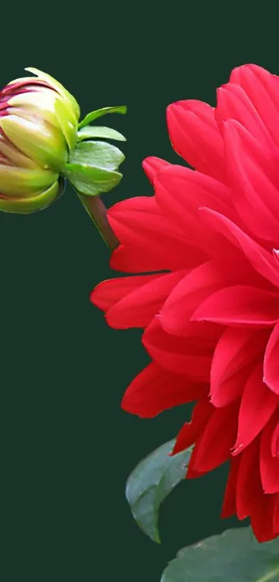 Red dahlia flower with deep green backdrop.