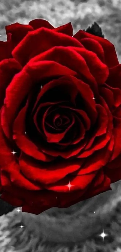 Close-up of a vibrant red rose against a blurred background.