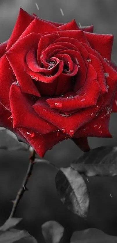 Bold red rose with dewdrops on petals against a dark blurred background.