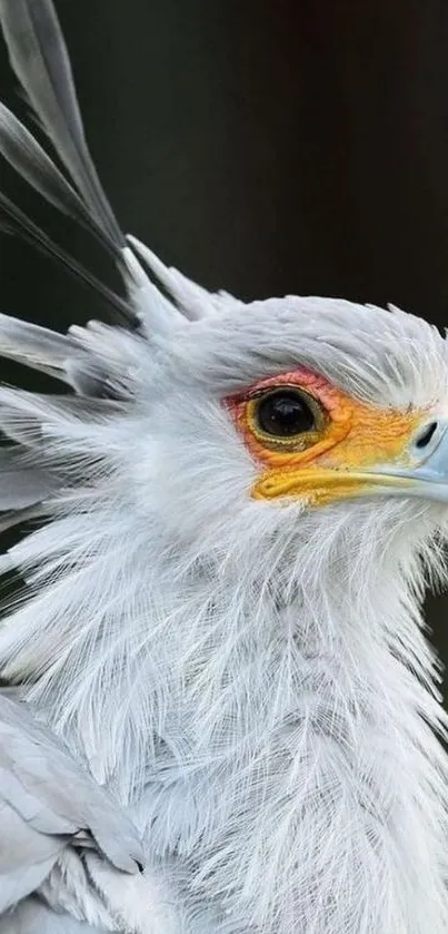 Elegant Secretary Bird portrait with detailed feathers and striking colors.