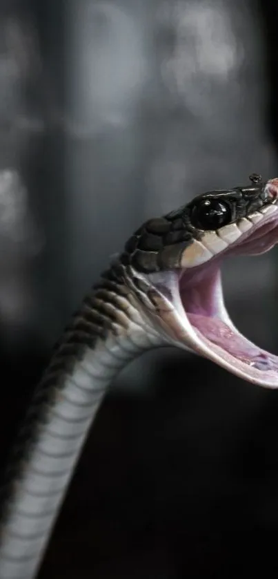 Closeup of a snake with its mouth open, showing intricate scales and textures.