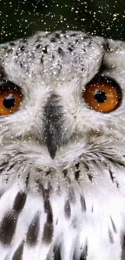 Close-up of a snowy owl with amber eyes and snowflakes on a gray background.