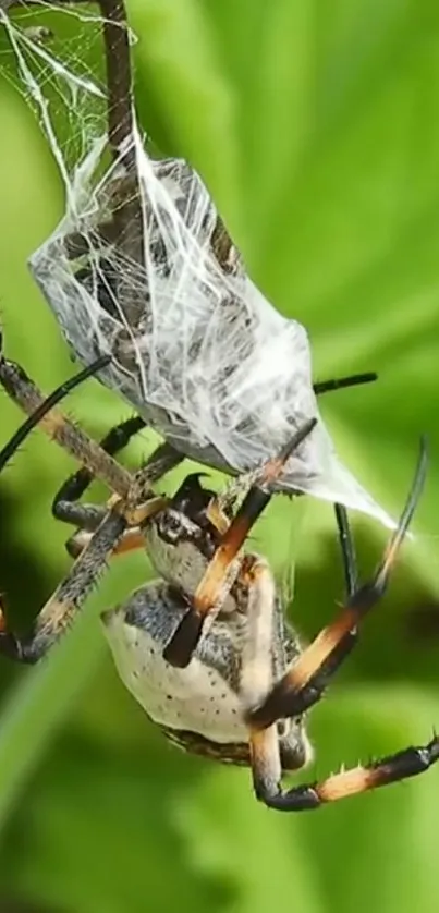 Close-up spider on green leaf with intricate web.