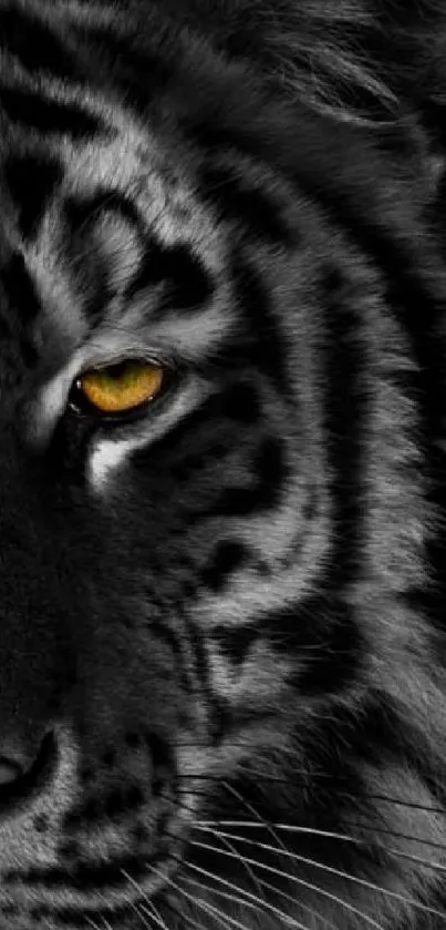 Close-up of a tiger's face with a golden eye, in black and white.