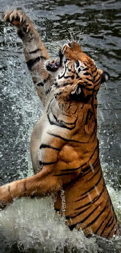 Tiger leaping in water with splashes on mobile wallpaper.