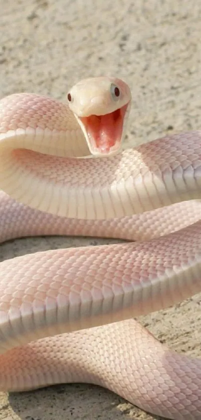 White snake coiled on sandy surface with open mouth.