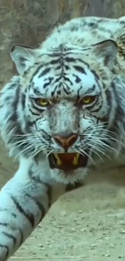 Fierce white tiger mid-stride with an intense gaze and natural background.