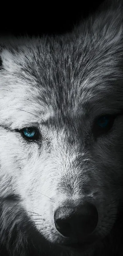 Close-up of a majestic wolf with striking blue eyes in a dark-themed wallpaper.