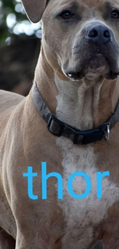 Majestic brown dog standing strong with 'thor' text.