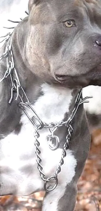 Gray pitbull with chain collar standing confidently.