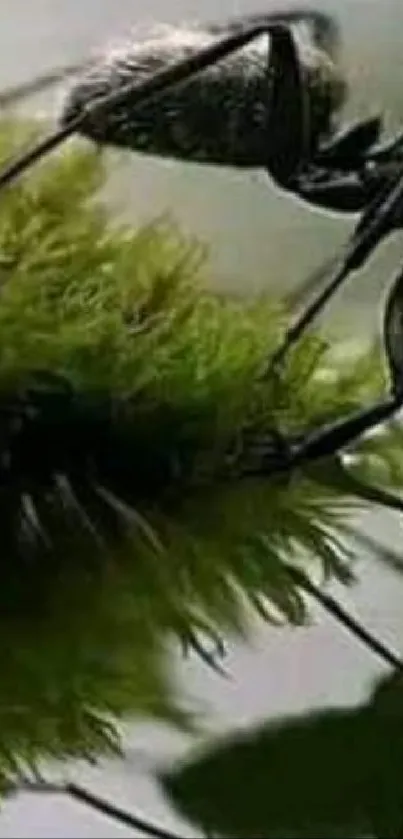 A close-up view of an ant reflecting on water, surrounded by lush greenery.