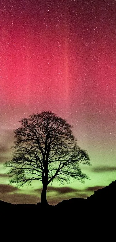 Silhouette tree under vibrant aurora borealis sky.