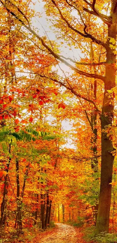 Autumn pathway in a vibrant forest with colorful fall leaves.