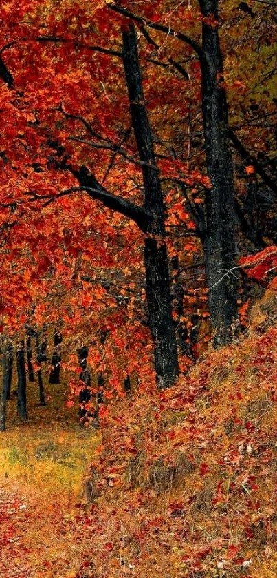 Autumn forest with red leaves path.