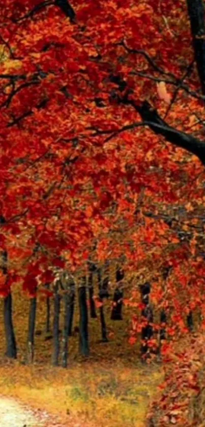 Vibrant red and orange autumn forest path wallpaper for mobile device.