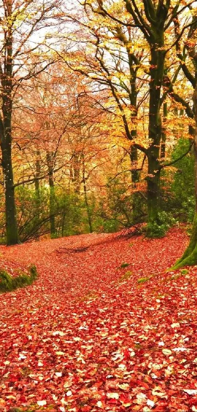 Autumn forest wallpaper with vibrant orange foliage and serene forest path.