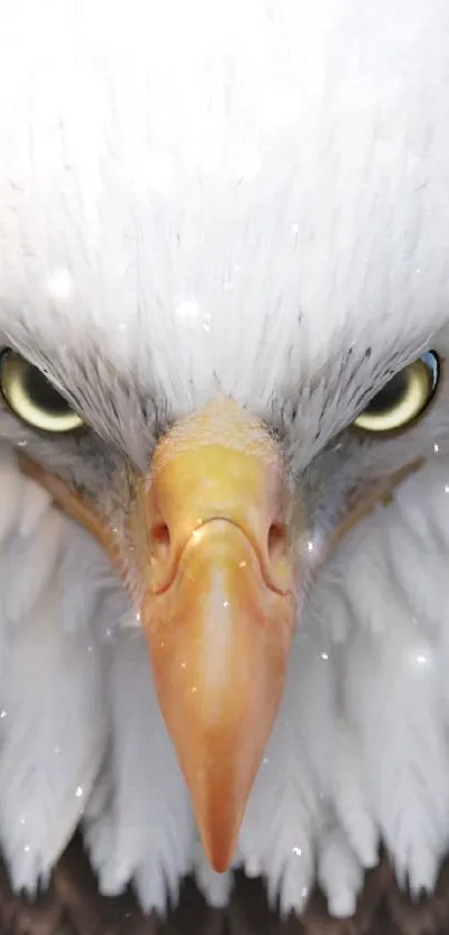 Close-up of a bald eagle with piercing eyes and detailed white feathers.