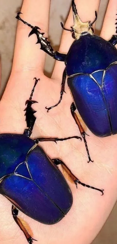 Close-up of two vibrant blue beetles on a person's hand, showcasing intricate details.