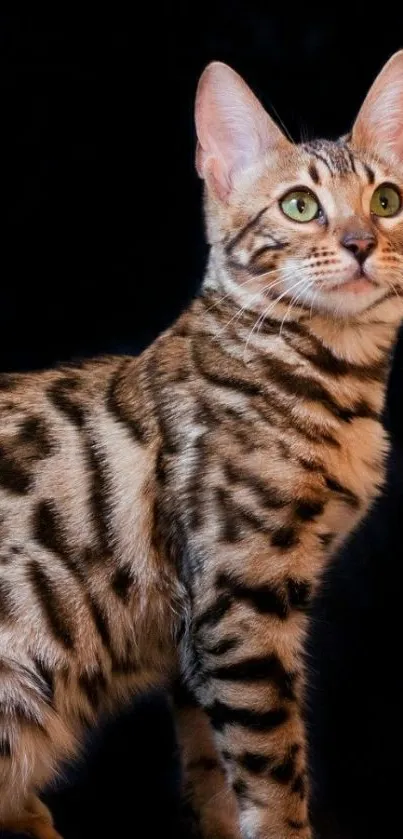 Beautiful Bengal cat with green eyes on black background wallpaper.