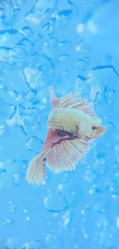 Betta fish swimming in vibrant blue background with bubbles.