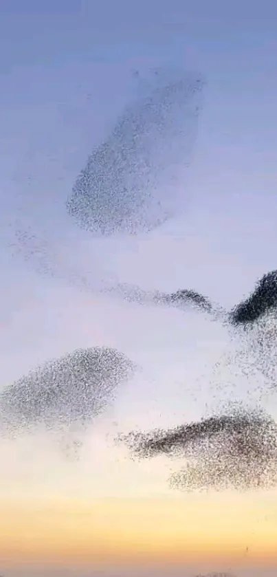 Bird murmuration against sunset sky background.