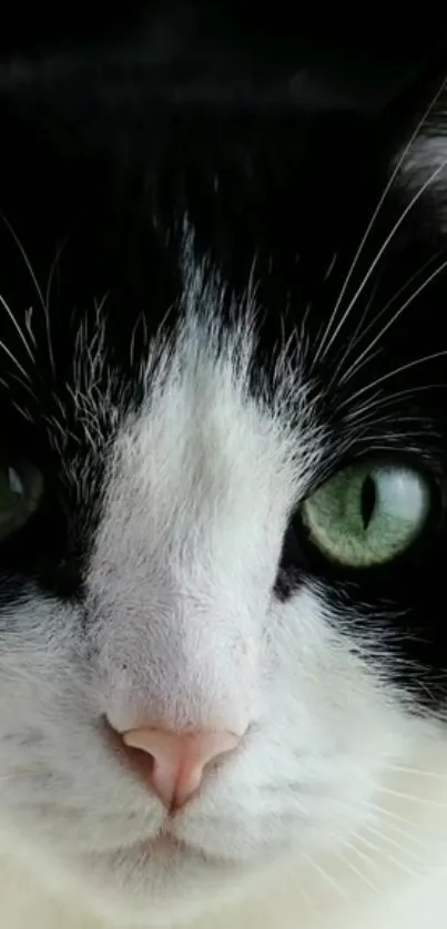 Close-up of a black and white cat with green eyes.