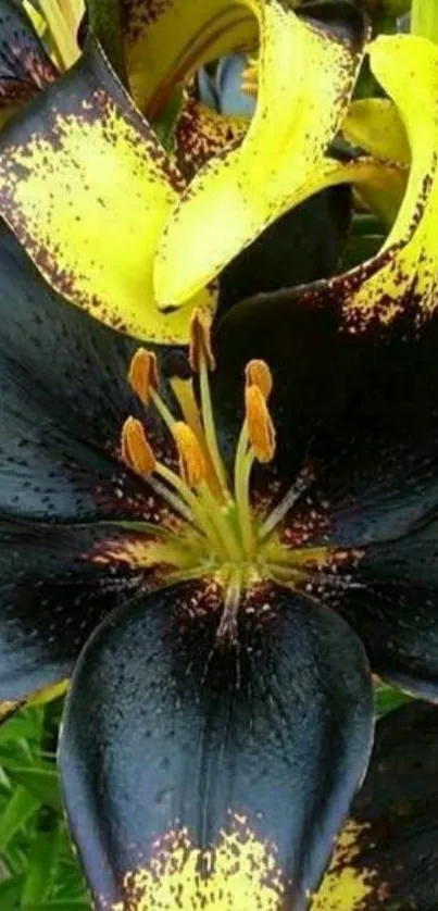 Vibrant black and yellow lily on mobile wallpaper.