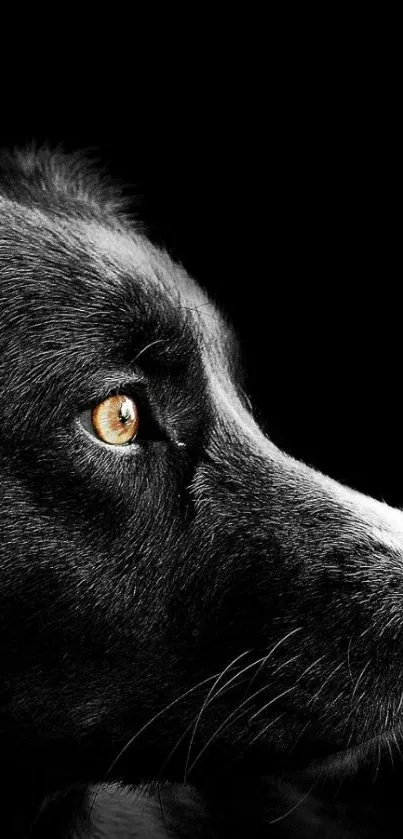 Black dog with an intense gaze on a black background wallpaper.