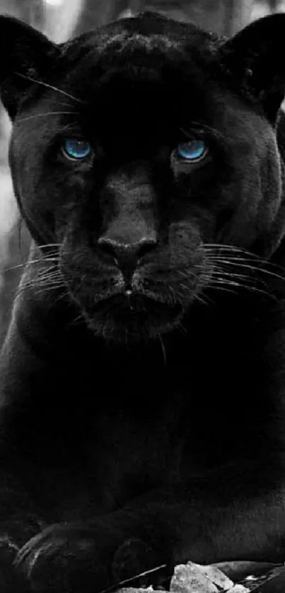 Black panther with blue eyes mobile wallpaper