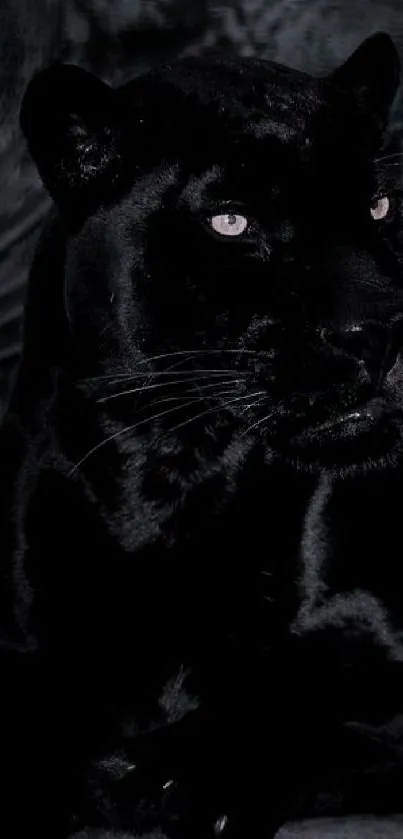 Majestic black panther in dark jungle setting.