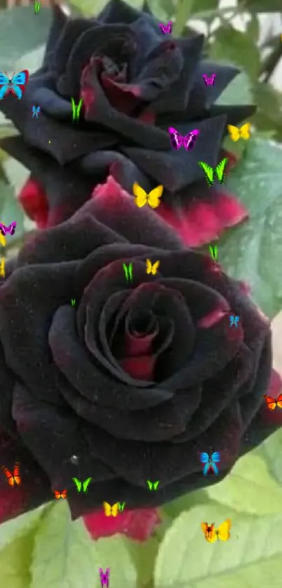 Beautiful black roses with deep red hues in a lush garden setting.