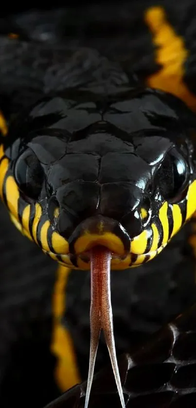 Close-up of black snake with yellow stripes.