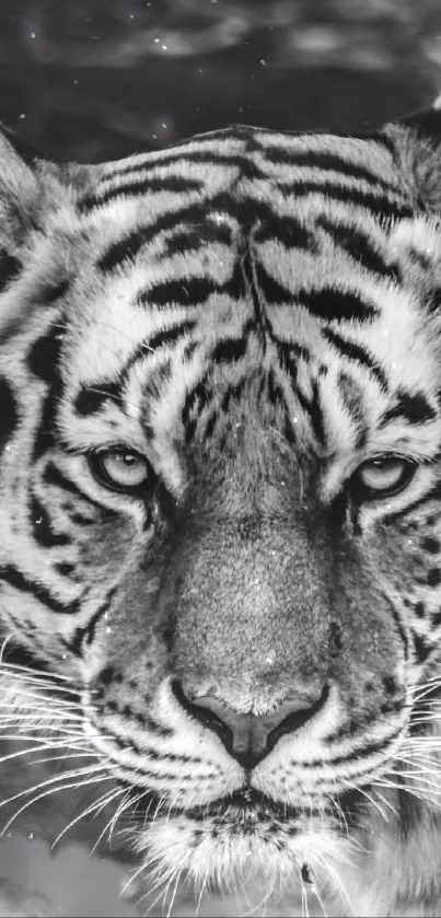 Black and white tiger staring intensely, grayscale mobile wallpaper.