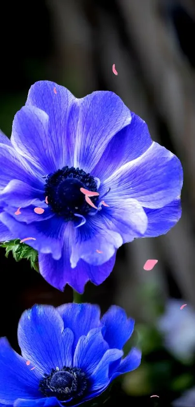 Blue anemone flower wallpaper with delicate petals for mobile phone.