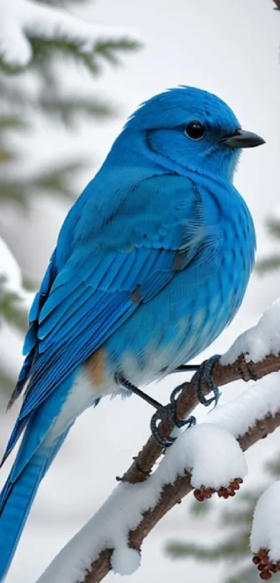 Vibrant blue bird perched on a snowy branch in a winter scene.