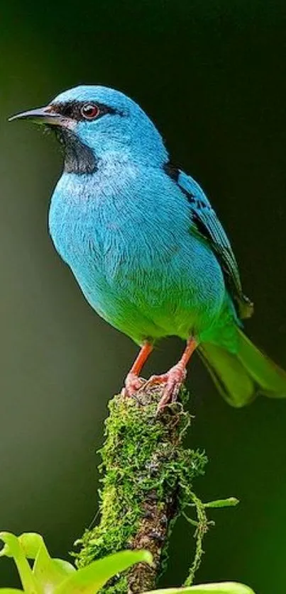 A vibrant blue bird perched on a moss-covered branch with a lush green backdrop.