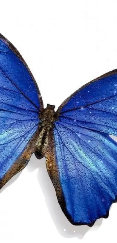 Beautiful blue butterfly with vivid details on a white background.