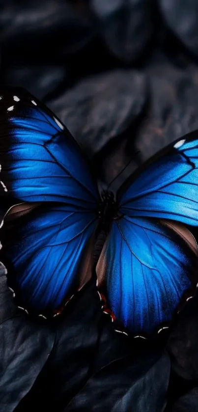 Vibrant blue butterfly on dark leaves.