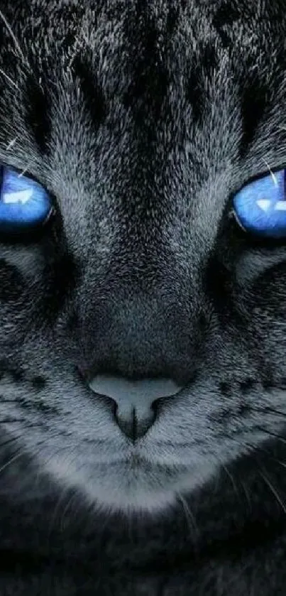 Close-up of a blue-eyed cat staring intensely.