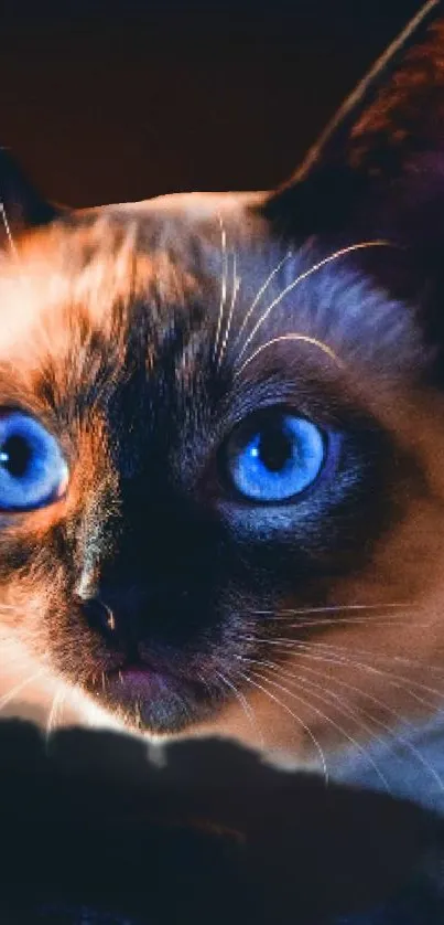 Mobile wallpaper of a cat with stunning blue eyes.