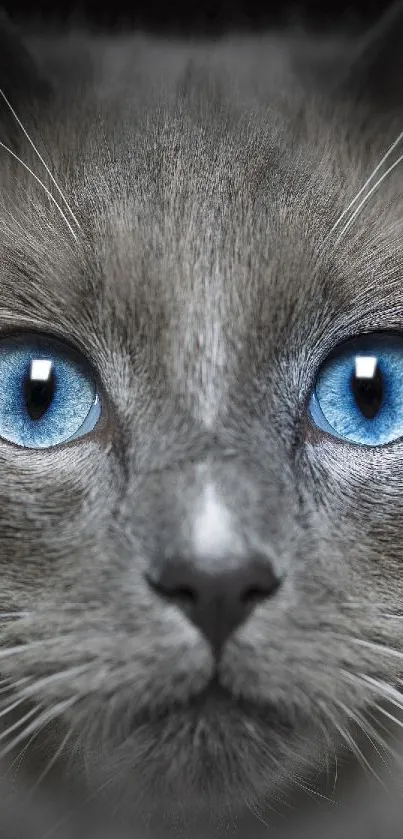 Close-up of grey cat with striking blue eyes, perfect for mobile wallpaper.