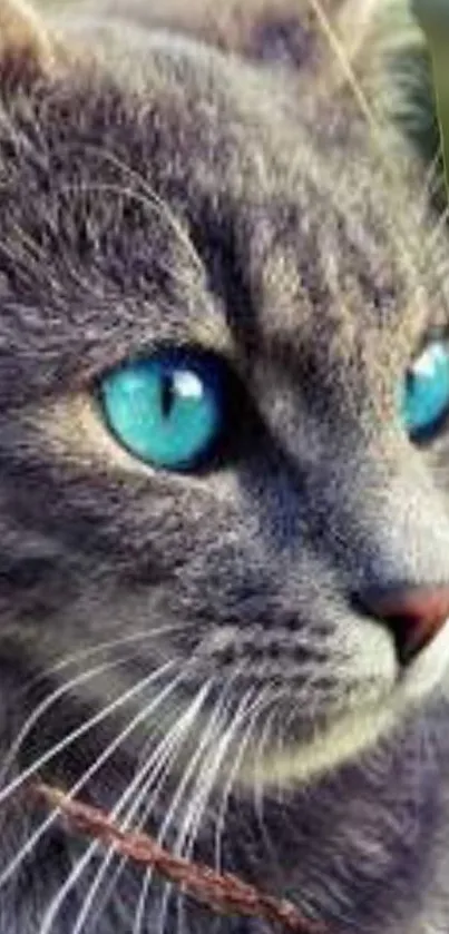 Close-up of a gray cat with striking blue eyes, perfect for wallpaper.