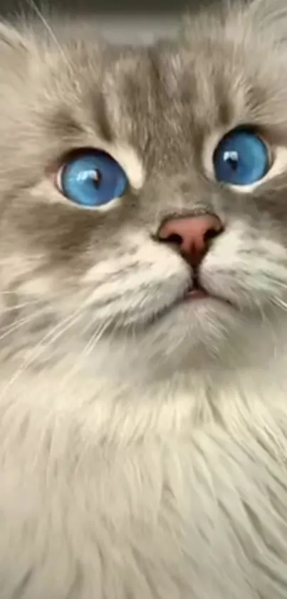 Fluffy gray cat with bright blue eyes staring curiously.