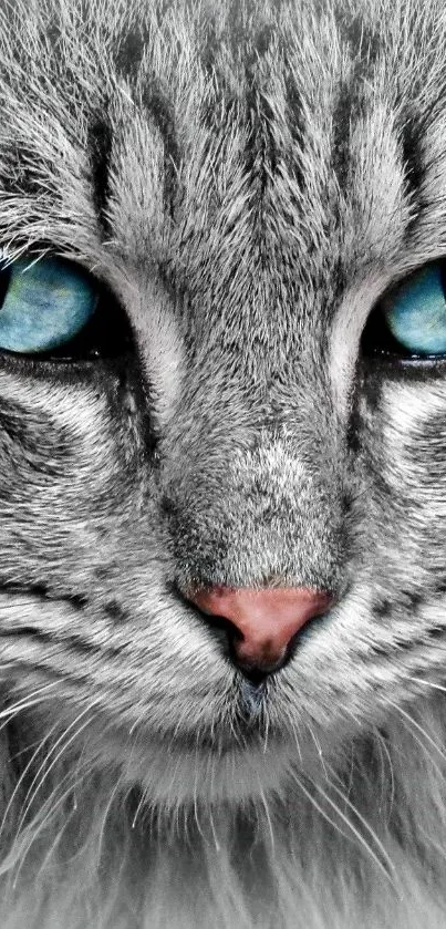 Close-up of a grey cat with stunning blue eyes on a mobile wallpaper.