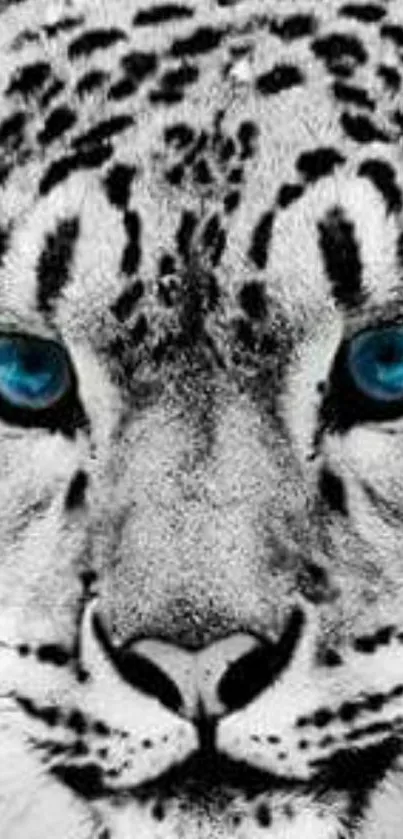 Black and white leopard with striking blue eyes for mobile wallpaper.